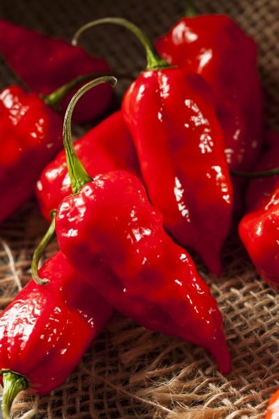 Bhut jolokiya gi tag