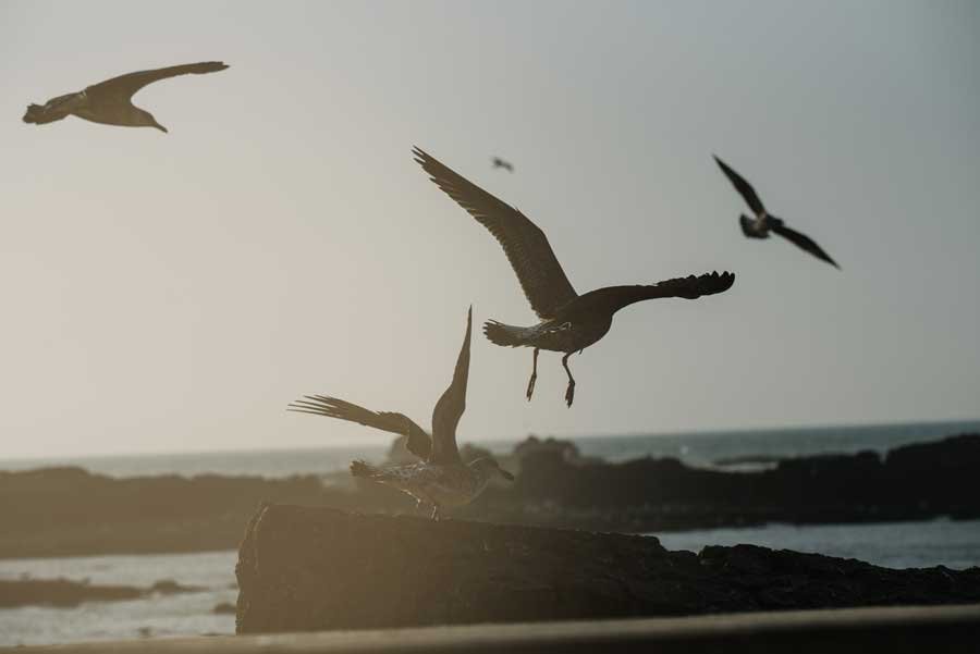 Jatinga, Assam- The Mysterious Death of Birds