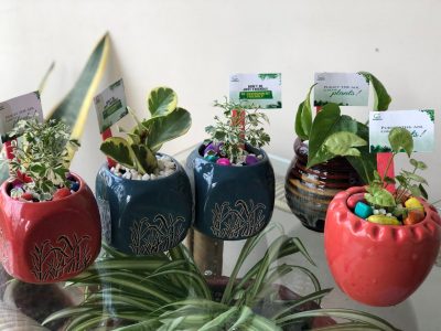 indoor plants as gift