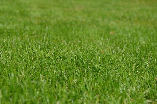 How To Identify Pests on Your Lawn